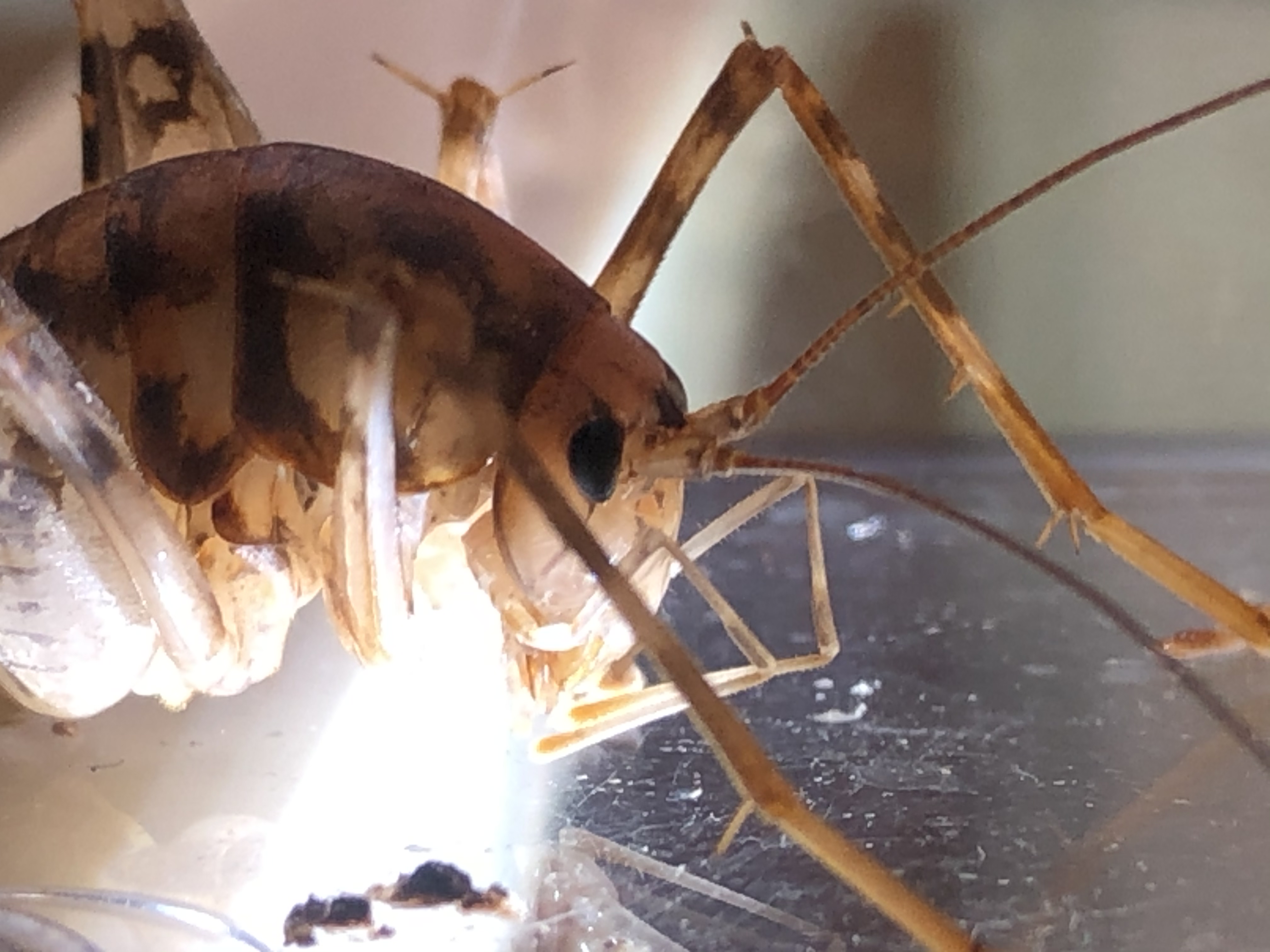 Bug Hobby 1 ゴキブリより気持ち悪い カマドウマを飼育します 特情
