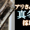 【Ant hobby #13】冬でも蟻は採集できる！ 竹割り採集で女王蟻を手に入れました